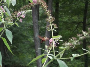 Humming Bird Moth