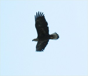 A young eagle