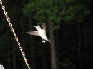 Humming Bird