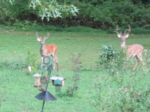 Two Young Bucks