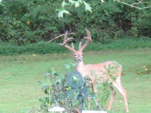 Big Buck